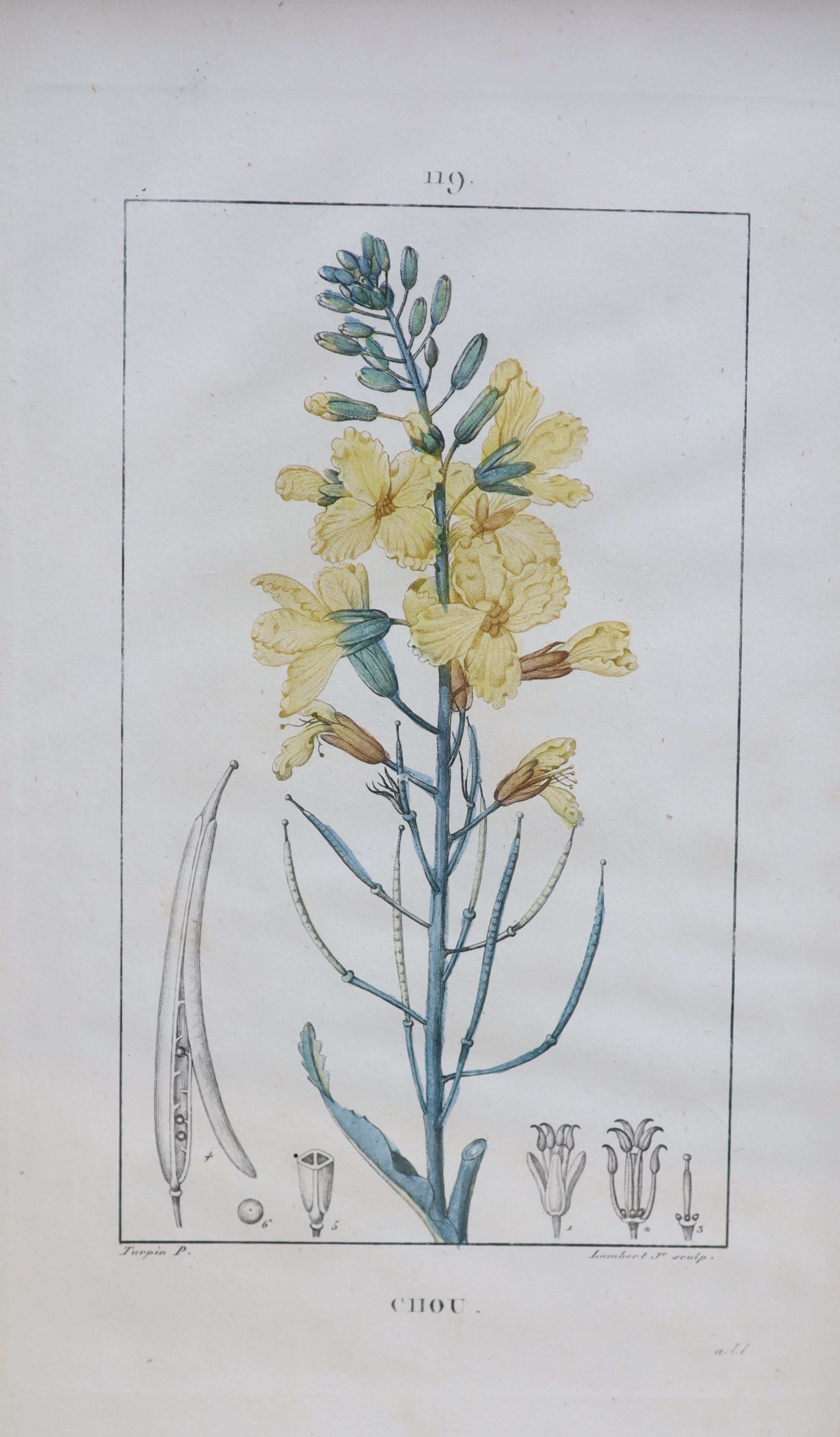 Dubouis and Lambert after Turpin, a set of sixteen coloured engravings, Botanical studies, published by Panckouck, 1833-1842, Richard Hewlett Gallery labels verso, 25 x 15cm